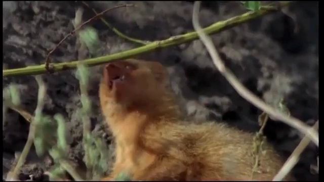 Tanzania Serengeti Best Of part 2 смотреть онлайн