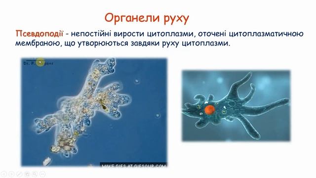 Цитоплазма. Частина І. смотреть онлайн