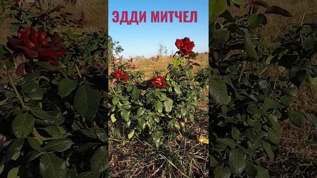 Чайно-гибридная роза Эдди Митчел (Eddy Mitchell) смотреть онлайн