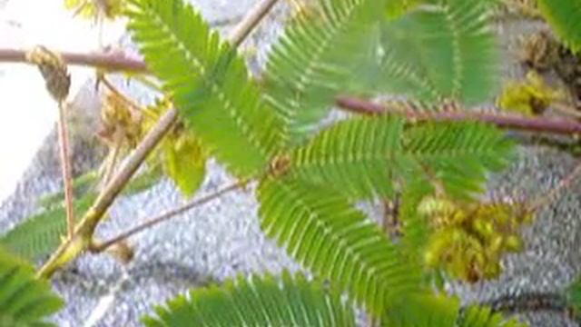 mimosa pudica смотреть онлайн