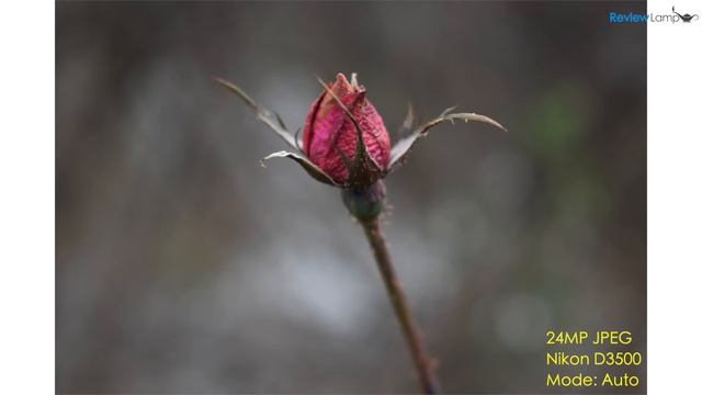 Nikon D3500 Review and Video Footage Test & Photography Test смотреть онлайн