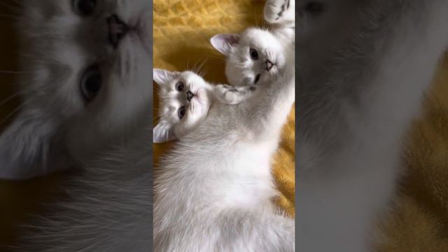 Котята из помета 1.05.22 британская шиншилла смотреть онлайн
