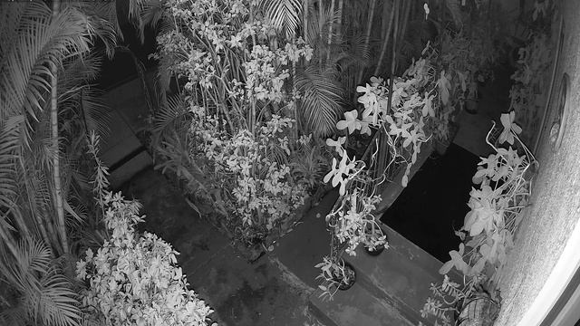 Toad Turn-a-round Wildlife Trail Cam Queensland Australia IR Infrared Night Vision Security Camera смотреть онлайн