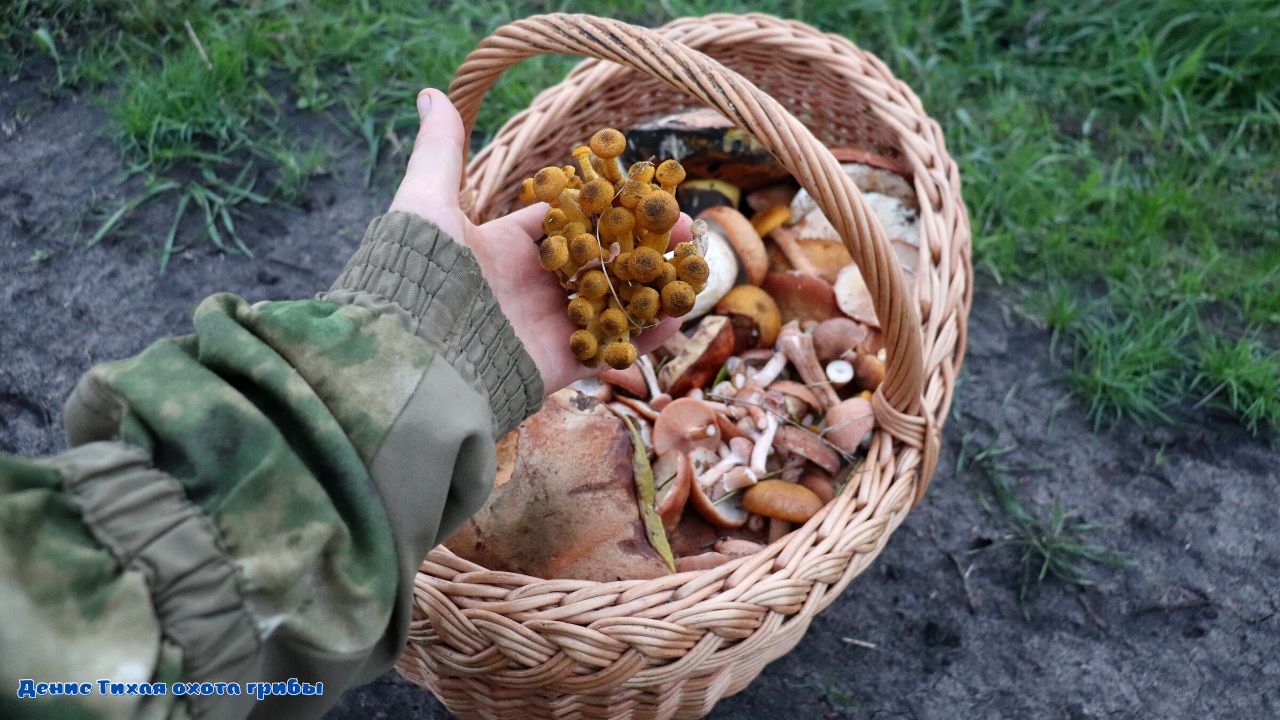 Опята горчичный, клубненожковый и толстоногий восторгу нет предела смотреть онлайн