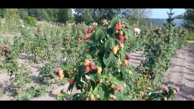 Малина ремонтантная сорт Евразия 2rv7chyXog0 D6n6 GfmJKg смотреть онлайн