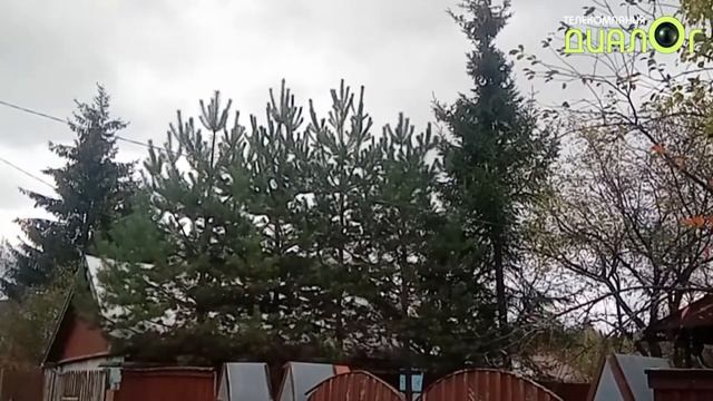 Молодые сосны на даче (ст. Партизанская) (Видеоблог Евгения Степанова) смотреть онлайн