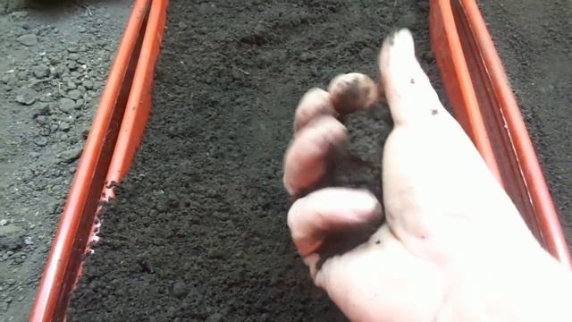 Увлажнение грунта для рассады - очень важно! Ольга Чернова. смотреть онлайн