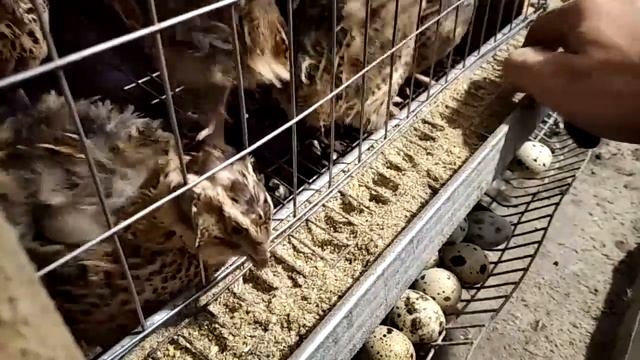 Простые кормушки перепелов и как избежать разбрасывания корма смотреть онлайн