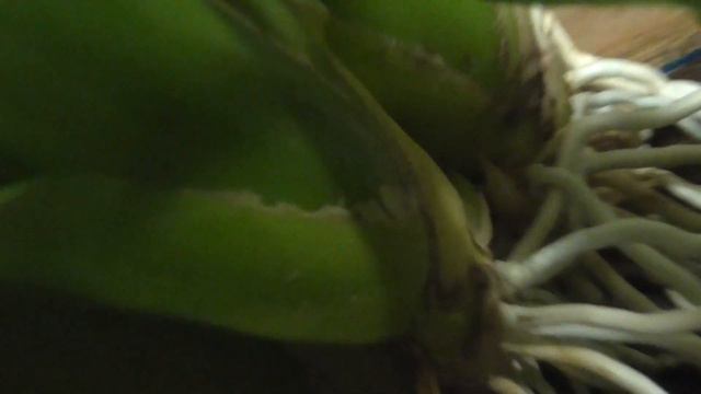 Онцидиум и истощение псевдобульб смотреть онлайн