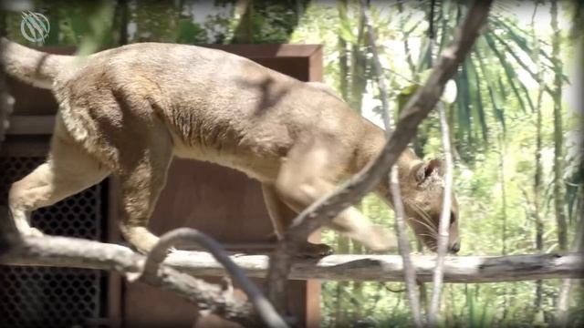 FOSSA ─ Madagascar's Demonic Apex Predator смотреть онлайн
