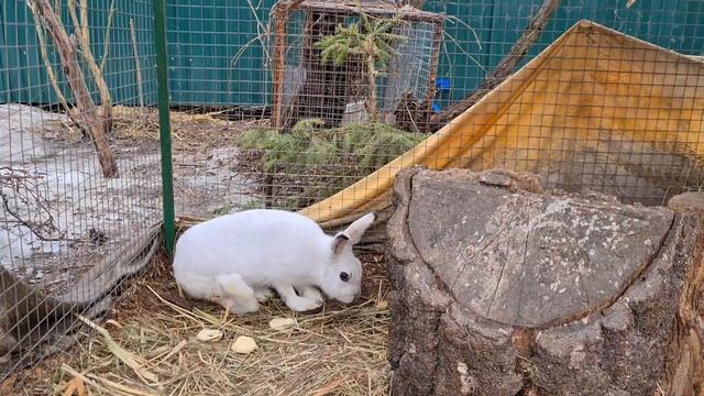 О Кусаке, трехлапых зайцах и кусачем олене смотреть онлайн
