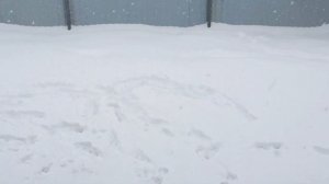 Собака ныряет в сугробы - как гулять зимой?