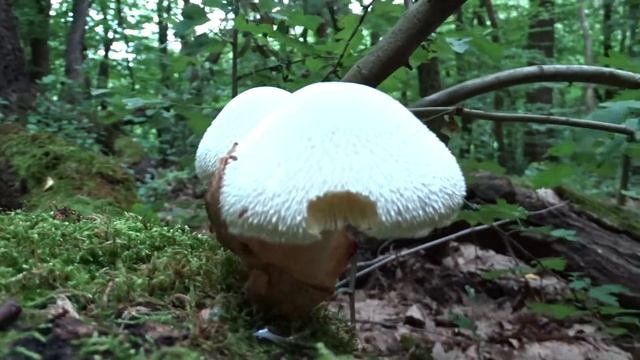 2018.06.16. Óriás bocskorosgomba - Volvariella bombycina Bükk. смотреть онлайн