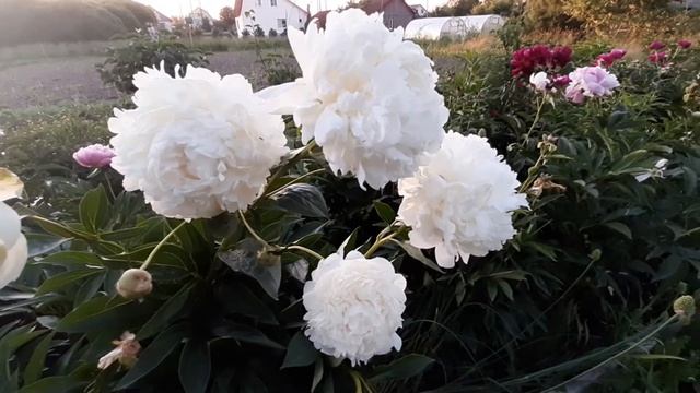 Пион АМАЛИЯ ОЛСЕН / Paeonia AMALIA OLSON - ОБЗОР, ОПИСАНИЕ, ЦВЕТЕНИЕ, ОТЗЫВ смотреть онлайн