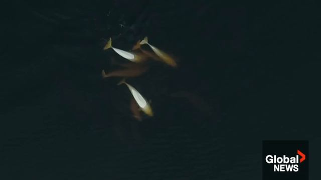 Global National: March 26, 2024 | Baltimore bridge collapse leaves 6 presumed dead смотреть онлайн