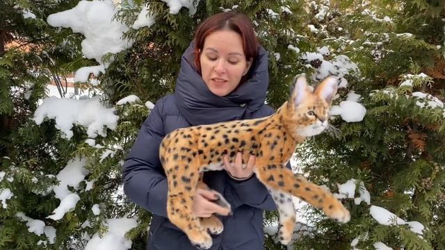 Сервал игрушка