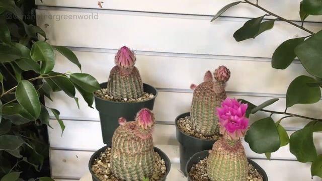 Echinocereus rigidissimus Cacti Bloom Time Lapse смотреть онлайн