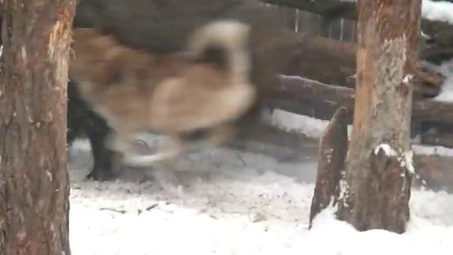 Лайки Евгения Васильева. Урга учит дочь Лехту (9 месяцев) часть 2 смотреть онлайн