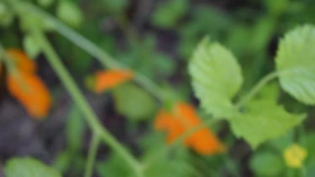 Mystery Blaze Orange Fungus смотреть онлайн