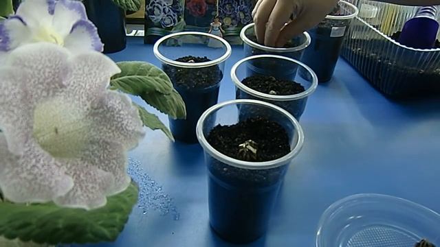 Посадка клубней Ранункулюса !