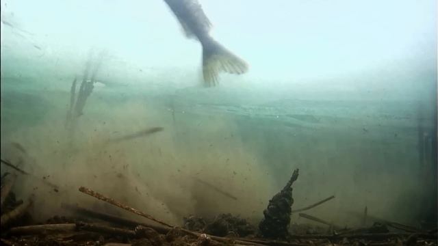 Реакция Щуки на Плотву! Рыбалка на жерлицы. Подводная съемка