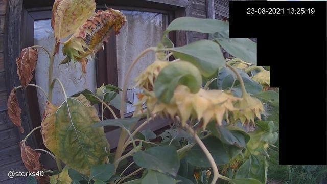 Кто ест семечки подсолнуха? смотреть онлайн