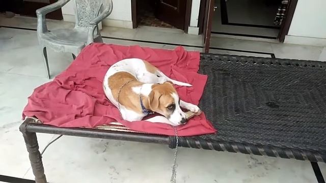 Gul dong(bully bultair) puppy @ 4 months смотреть онлайн