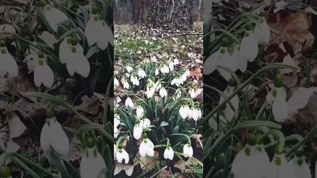 Букет из белых роз.