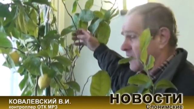 лимоны растут в Слониме смотреть онлайн