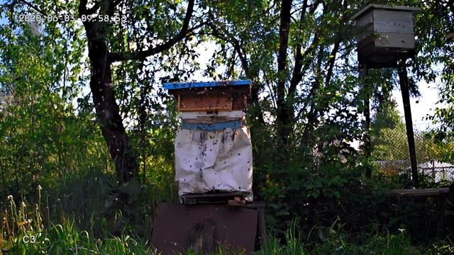 Второй рой с не плодными матками.