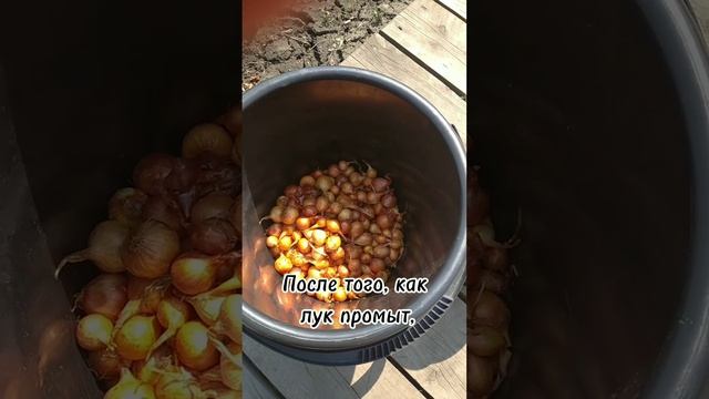 "Посадка лука - севка на огороде" смотреть онлайн