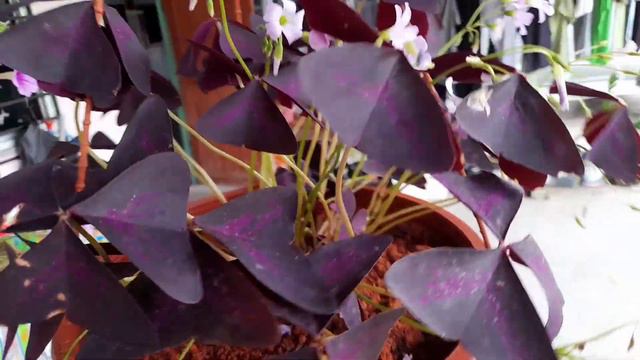 Butterfly Flower & Petunia❤