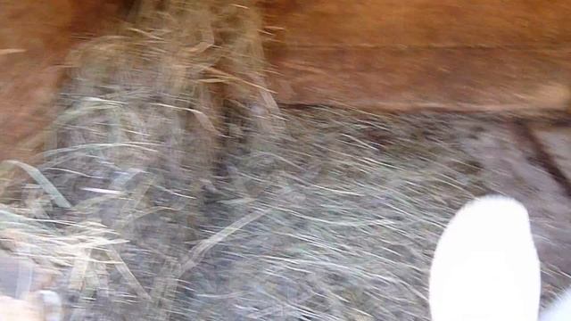 Сколько едят кролики. Часть №2 смотреть онлайн