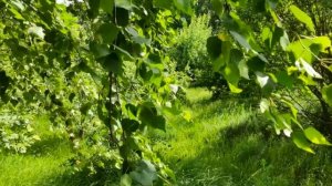 Ветки берёзы на ветру