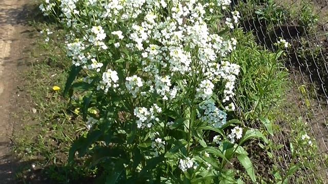 Хреновый цвет ( цвет хрена) смотреть онлайн