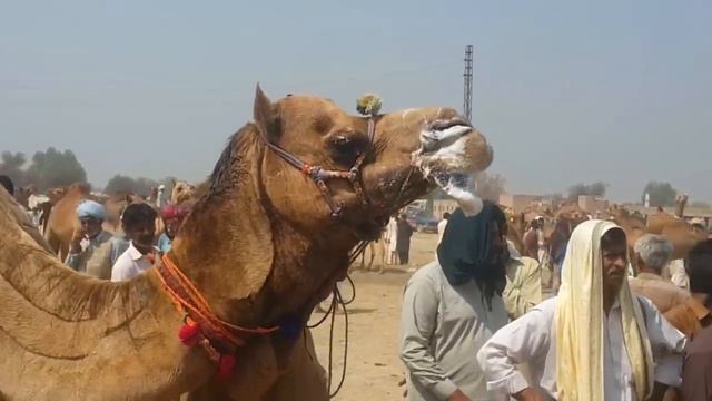 MALE FEMALE CAMEL MEETING || CAMEL DANCE || CAMEL BY CAMEL
