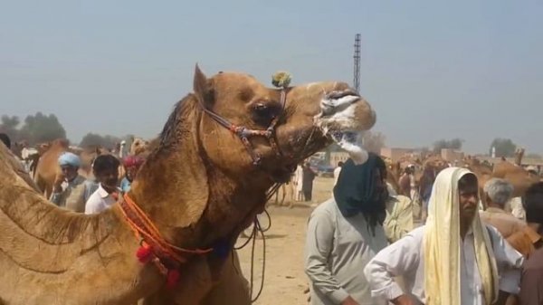 MALE FEMALE CAMEL MEETING || CAMEL DANCE || CAMEL BY CAMEL