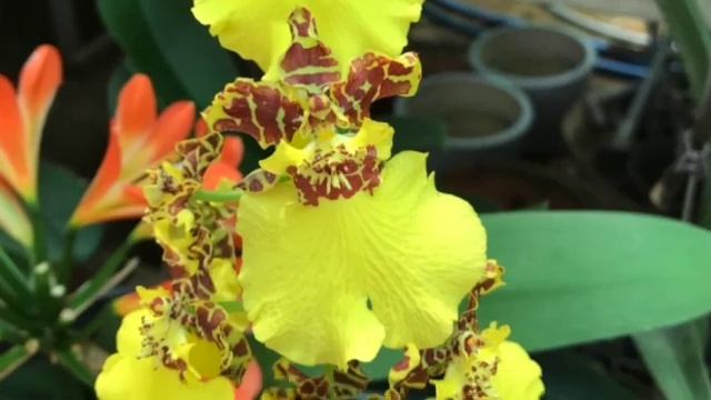 Цветы Юго Восточной Азии SD 480p смотреть онлайн