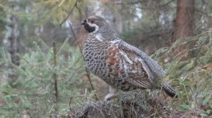 рябчик свистит (ответил на манок )