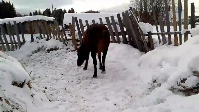 Животный мир смотреть онлайн
