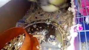 ПОПУГАЙ КОРЕЛЛА СНЕС ЯЙЦО//ВВСИЖИВАНИЕ//