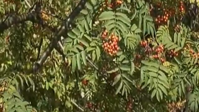 На пороге осень золотая смотреть онлайн