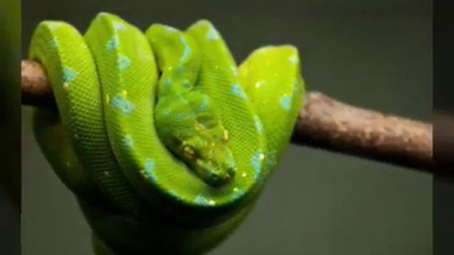 Топ 5 самых классных животных смотреть онлайн