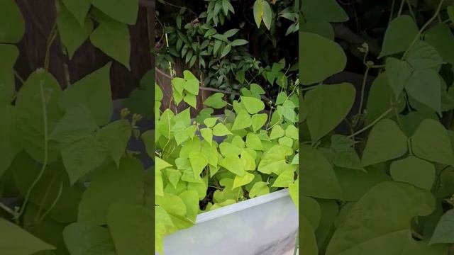 Container Grow Bush Beans || Down-Home Backyard Gardening смотреть онлайн
