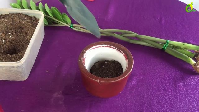 ZZ Plant Growing in Braid Style / ZZ Plant Tabletop Decoration / ZZ Plant feng shui Idea смотреть онлайн