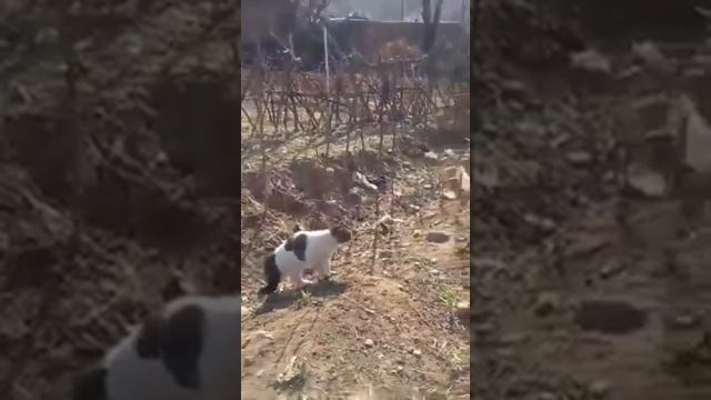 Боевые китайские коты) смотреть онлайн