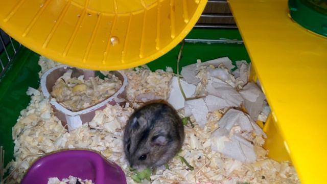 Прекрасное утро. Завтрак Джеди. Хомяки. Good morning. Hamster смотреть онлайн