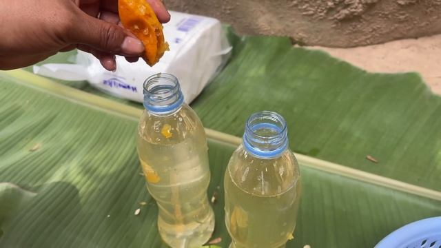 Best Skill Growing Mango Trees Using Orange With Quick and Easy Techniques For Fast Rooting смотреть онлайн