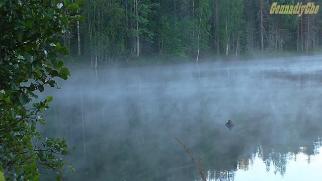 Утренний туман над таёжным озером в Карелии, зарисовка... смотреть онлайн