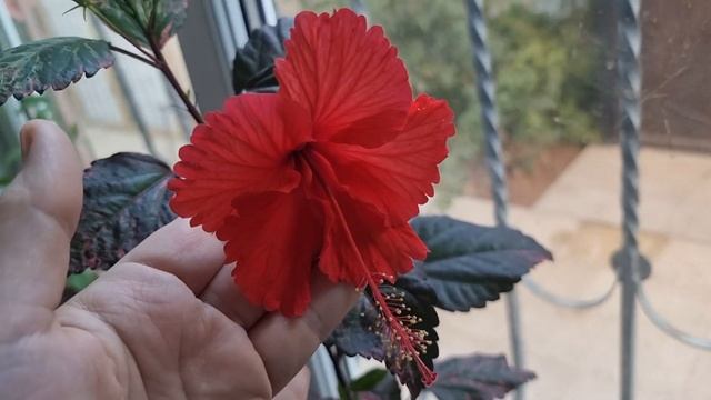 первый гибискус расцвел, гибискус Купера смотреть онлайн